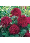 William Shakespeare 2000  ® - David Austin rózsa