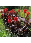 Kép 3/4 - Kánna RED FUTURITY