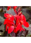 Kép 4/4 - Kánna RED FUTURITY