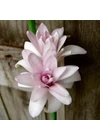 Kép 2/2 - Tubarózsa -  PINK SAPPHIRE
