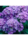 Kép 1/2 - Bugás lángvirág (phlox) - LAURA