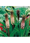 Kép 2/3 - Üstökliliom EUCOMIS COMOSA
