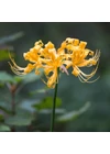 Kép 1/2 - Japán amarillisz (LYCORIS AUREA)