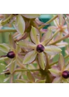 Kép 3/3 - Üstökliliom EUCOMIS COMOSA