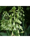 Kép 1/2 - GALTONIA VIRIDIFLORA - Nyári jácint
