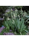 Kép 2/2 - GALTONIA VIRIDIFLORA - Nyári jácint