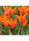 Kép 2/2 - Liliomvirágú Tulipán - BALLERINA