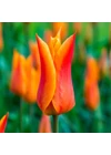 Kép 1/2 - Tulipán - BALLERINA
