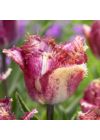 Rojtos szélű Tulipán - COLOR FUSION