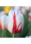 Kép 1/2 - Triumph Tulipán - HAPPY GENERATION
