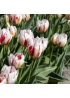 Kép 2/2 - Triumph Tulipán - HAPPY GENERATION