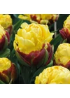 Kép 2/2 - Tulipán különlegesség ("Fagyis" tulipán) - ICE CREAM BANANA