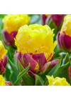 Kép 1/2 - Tulipán különlegesség ("Fagyis" tulipán) - ICE CREAM BANANA