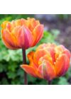 Teltvirágú Tulipán - ORANGE PRINCESS