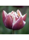 Teltvirágú Tulipán - WYNDHAM