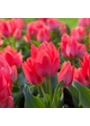 Kép 2/2 - Sokvirágú Tulipán - TORONTO