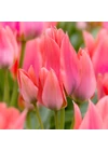 Kép 1/2 - Sokvirágú Tulipán - TORONTO