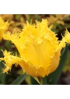 Kép 2/2 - Rojtos szélű Tulipán - YELLOW VALERY