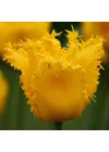 Kép 1/2 - Rojtos szélű Tulipán - YELLOW VALERY