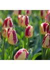 x Triumph Tulipán - BOSTON