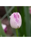 Kép 1/2 - Rojtos szélű Tulipán - EYELASH