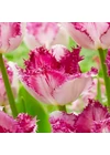 Kép 2/2 - Rojtos szélű Tulipán - EYELASH