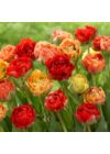 Tulipán különlegesség ("Fagyis" tulipán) - GUDOSHNIK DOUBLE
