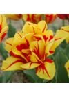 Teltvirágú Tulipán - MONSELLA