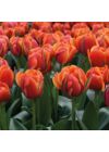 Teltvirágú Tulipán - QUEENSDAY