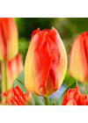 Triumph Tulipán - CANDELLA FESTIVAL