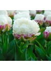 Kép 2/4 - Tulipán különlegesség ("Fagyis" tulipán) - ICE CREAM