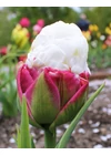 Kép 4/4 - Tulipán különlegesség ("Fagyis" tulipán) - ICE CREAM