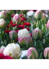 Kép 3/4 - Tulipán különlegesség ("Fagyis" tulipán) - ICE CREAM