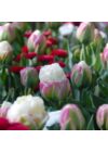Tulipán különlegesség ("Fagyis" tulipán) - ICE CREAM
