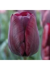 Kép 1/2 - Triumph Tulipán - RONALDO