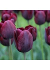 Kép 2/2 - Triumph Tulipán - RONALDO