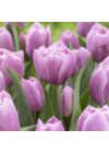 Teltvirágú Tulipán - TABLEDANCE