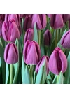 Kép 2/2 - Óriás Tulipán - BULLIT