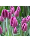 Kép 1/2 - Óriás Tulipán - BULLIT