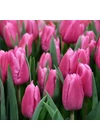 Kép 2/2 - Óriás Tulipán - JUMBO PINK