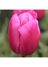 Kép 1/2 - Óriás Tulipán - JUMBO PINK