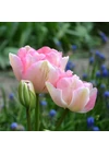 Kép 2/2 - Kései Teltvirágú Tulipán - ANGELIQUE