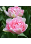 Kép 1/2 - Teltvirágú Tulipán - ANGELIQUE
