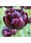 Teltvirágú Tulipán - BLACK HERO