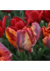 x Papagájvirágú Tulipán - RASTA PARROT