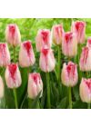 Rojtos szélű Tulipán - SWEETS PARADISE