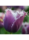 Kép 1/2 - Rojtos szélű Tulipán - CUMMINS