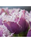 Kép 2/2 - Rojtos szélű Tulipán - CUMMINS