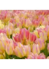 Sokvirágú Tulipán - ANTOINETTE