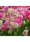 Sokvirágú Tulipán - CANDY CLUB